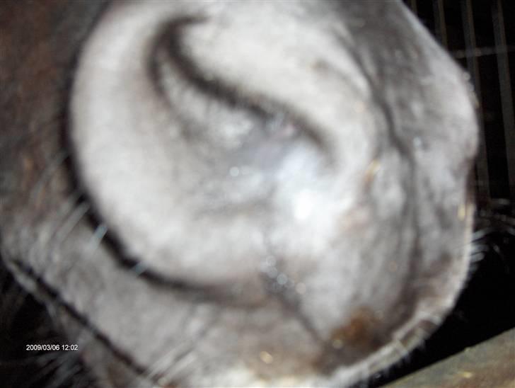 Anden særlig race Meteor <3 SOLGT -  Så kommer der lige en mule ind i skærmen var Meteo<33 billede 12