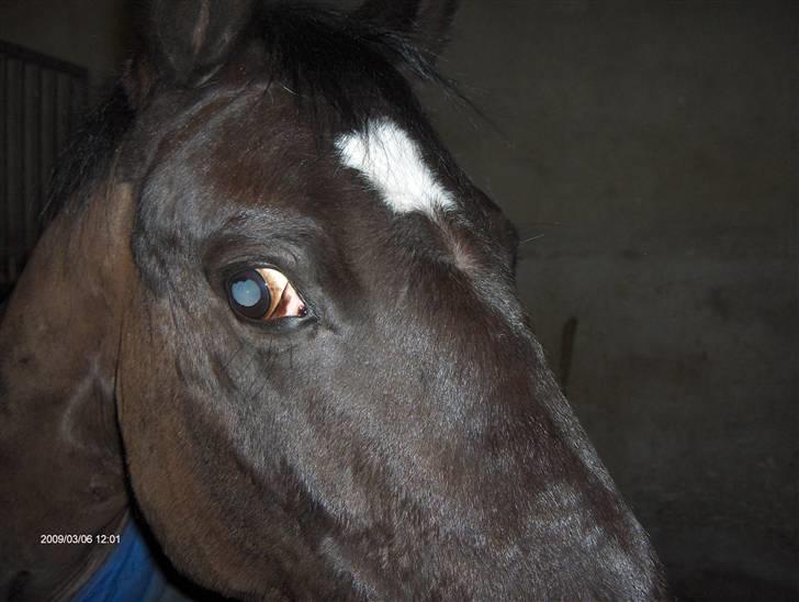 Anden særlig race Meteor <3 SOLGT -  så er skønne Meteor har igen :D Jeg vil altid eelske dig uanset hvad der sker er du bare min øje sten og den pony jeg lever op til<`3 billede 13