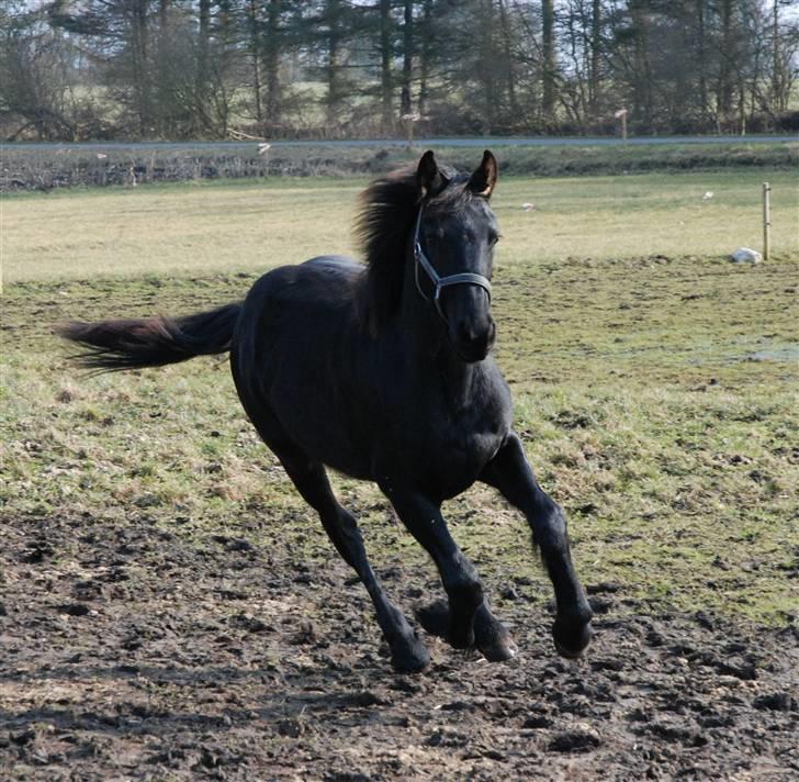 Frieser Abraham B SOLGT billede 19