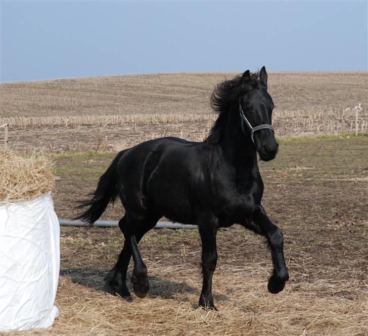 Frieser Abraham B SOLGT billede 20