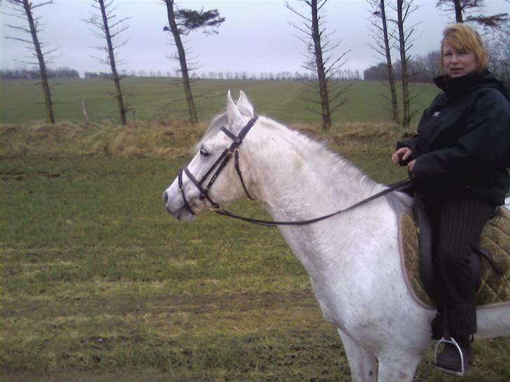 Anden særlig race  Bayul (the King) billede 10