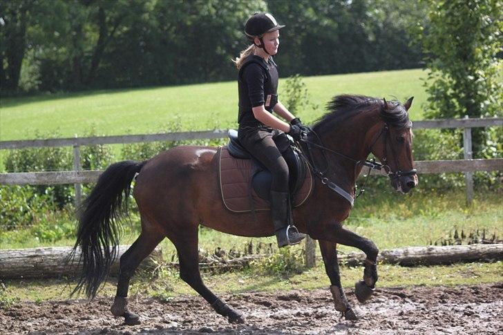 Anden særlig race Bonnie  - Opvarmning til spring. Dejlig stor galop (-: Foto: CSJ  billede 6