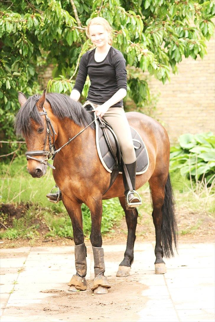 Anden særlig race Bonnie  - Lige lidt opstilling. Flot pony. Foto; Maria billede 7