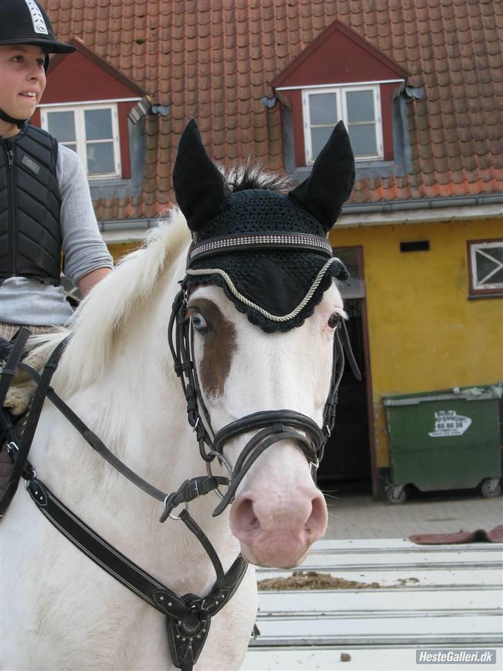 Pinto Angel - Velkommen til Prinsessens smukke profil xD Foto: Cille A Tak billede 1