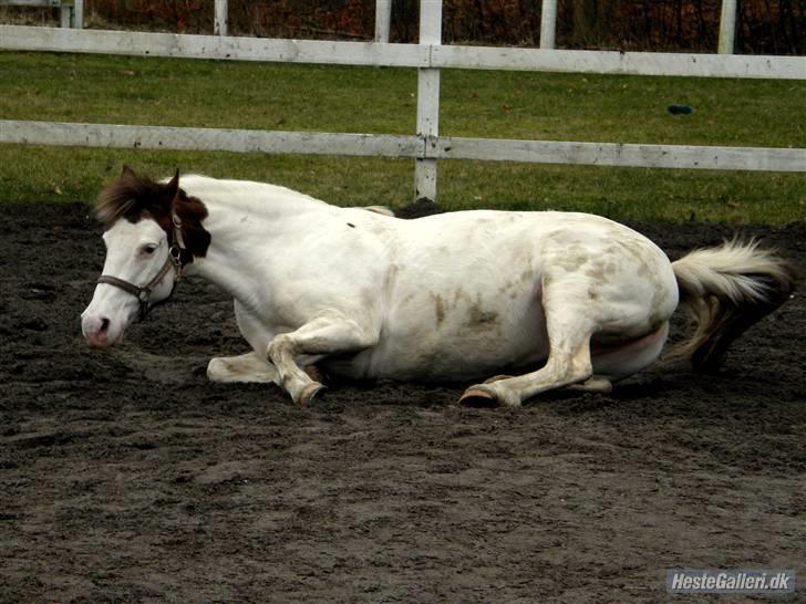 Pinto Angel -  Nurrh<3 du skal lige rulle dig ;) Foto: Caro Tak billede 2