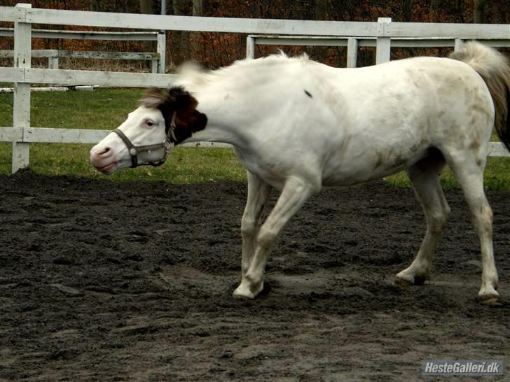 Pinto Angel - hun skulle oss lige ryste sig hehe<3 Foto: Caro Tak billede 3