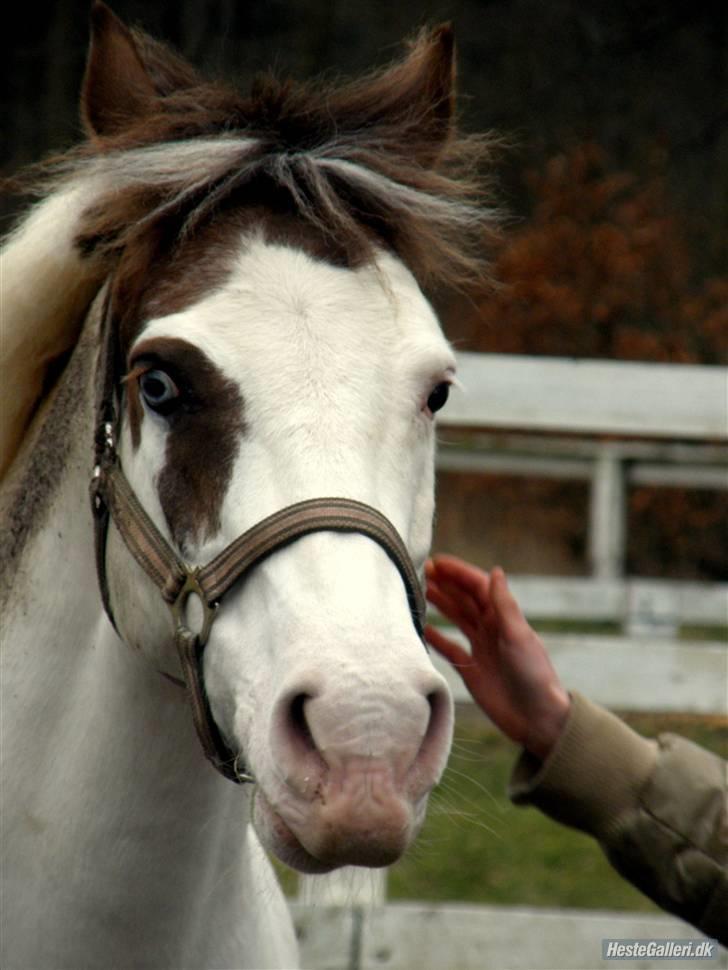 Pinto Angel - Hun skulle lig sige hej hun er så sød<33 Foto: Caro Tak billede 4