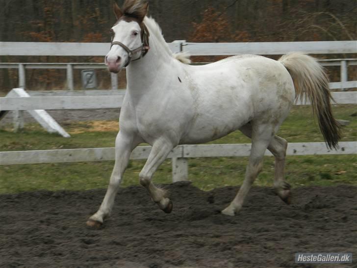 Pinto Angel - Jeg vil løbe wiiii<333 Foto: Caro Tak billede 7