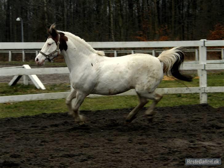 Pinto Angel - Hun ville oss lige galopere<3333 foto: Caro Tak billede 8