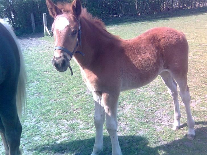 Anden særlig race My billede 9