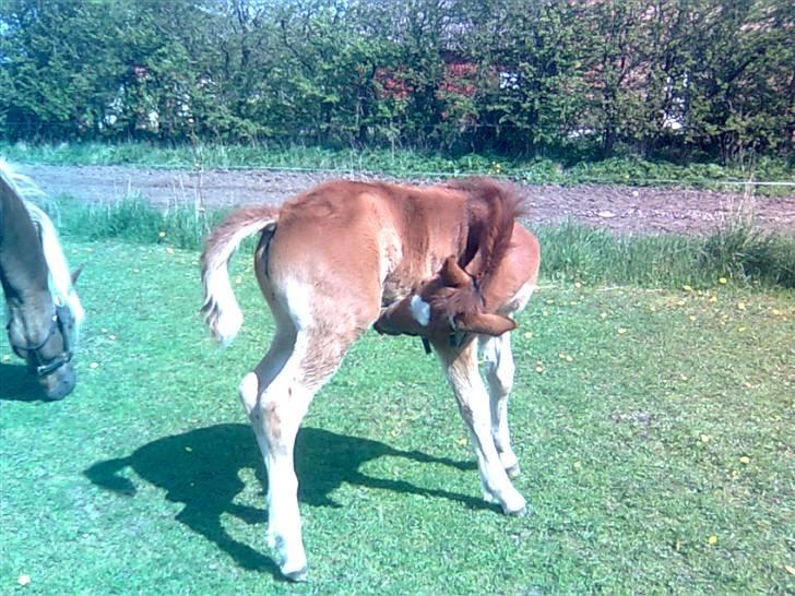 Anden særlig race My billede 14