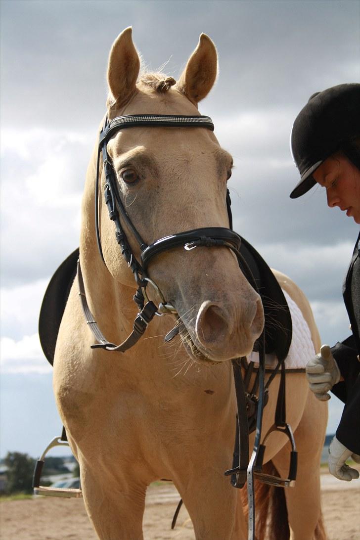Anden særlig race Sioux *Solgt* - Billede 1: Min dejlige dreng <3 billede 1