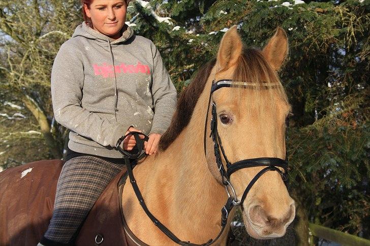 Anden særlig race Sioux *Solgt* - Billede 2 billede 2