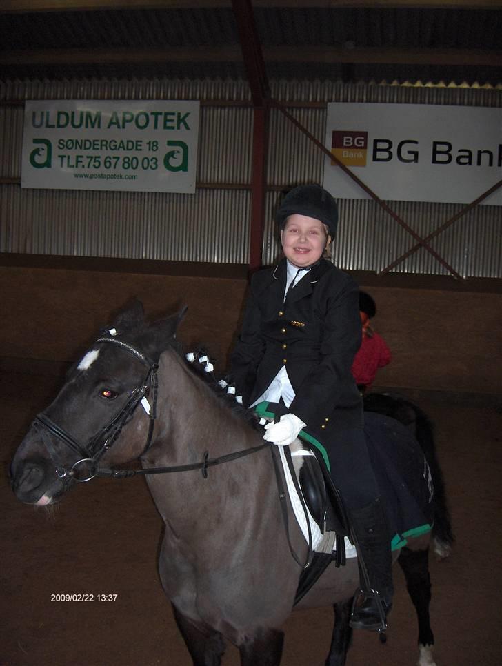 Anden særlig race Meteor <3 SOLGT -  til stævne i ride klubben billede 14