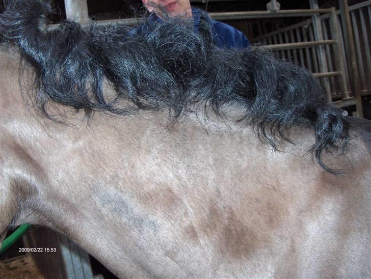 Anden særlig race Meteor <3 SOLGT -  så har vi lige pillet rosen-knubberne ud og så får man en krøllet man  billede 16