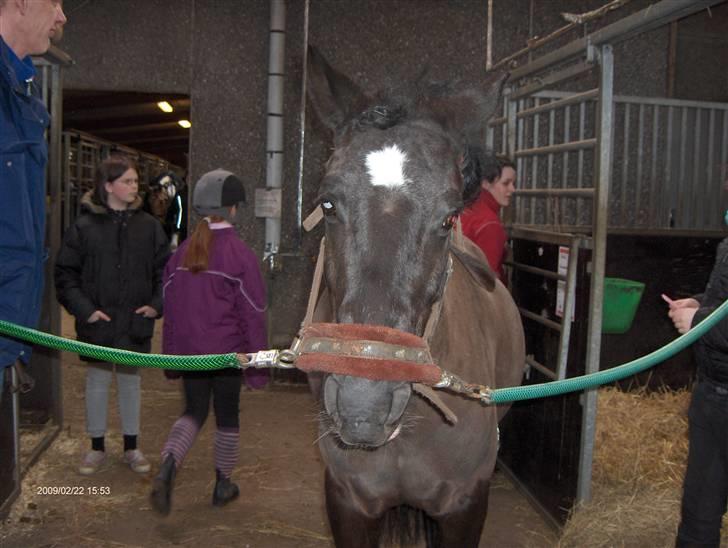 Anden særlig race Meteor <3 SOLGT -  vi er ved at sadle op  billede 18