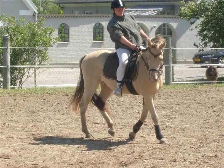 Anden særlig race Sioux *Solgt* - Billede 13 billede 13