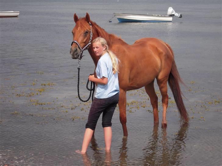 Fuldblod (XX) Don't Hide Me - *Nyt* Taget d. 5/7 09. Nede ved vandet for første gang med Hide<3 (Fotograf-Min Mor) billede 13