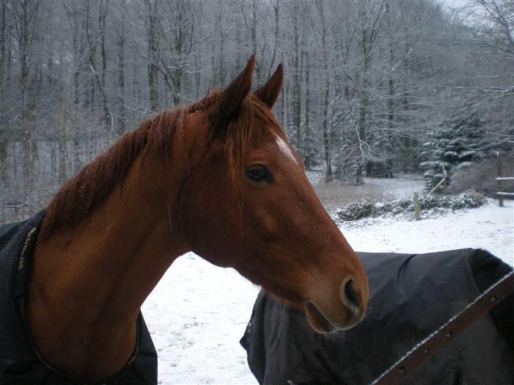 Fuldblod (XX) Don't Hide Me billede 14