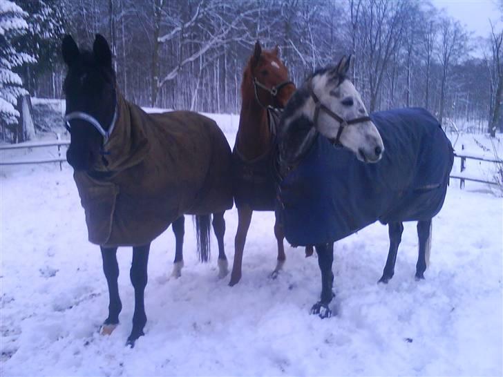 Fuldblod (XX) Don't Hide Me billede 15