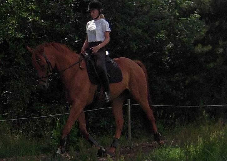 Fuldblod (XX) Don't Hide Me - *Nyt* Taget d. 8/7 09. Dressurtræning(: <3 (Fotograf-Julie) billede 16