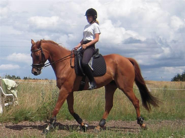 Fuldblod (XX) Don't Hide Me - *Nyt* Taget d. 8/7 09. Dressurtræning(: <3 (Fotograf-Julie) billede 17