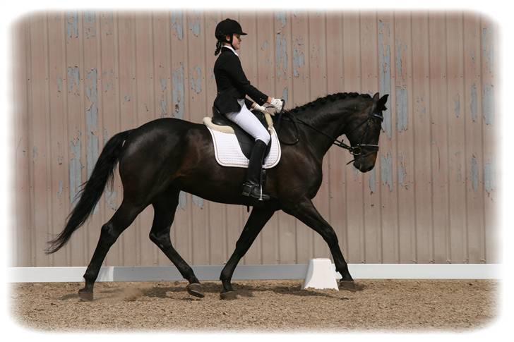 Dansk Varmblod | Landeur R.I.P - Bellinge cup. billede 16