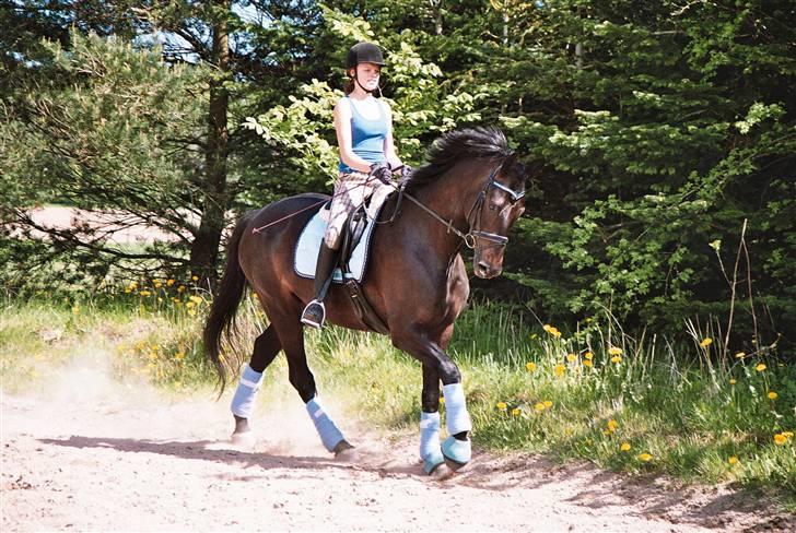 Dansk Varmblod | Landeur R.I.P - galop. billede 17