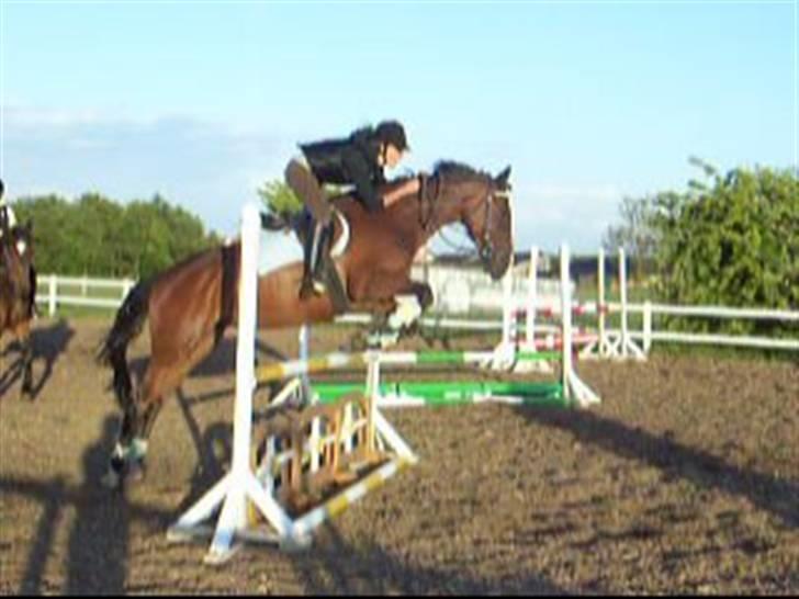 Hollandsk Varmblod PL Wilonka Z  Solgt billede 15