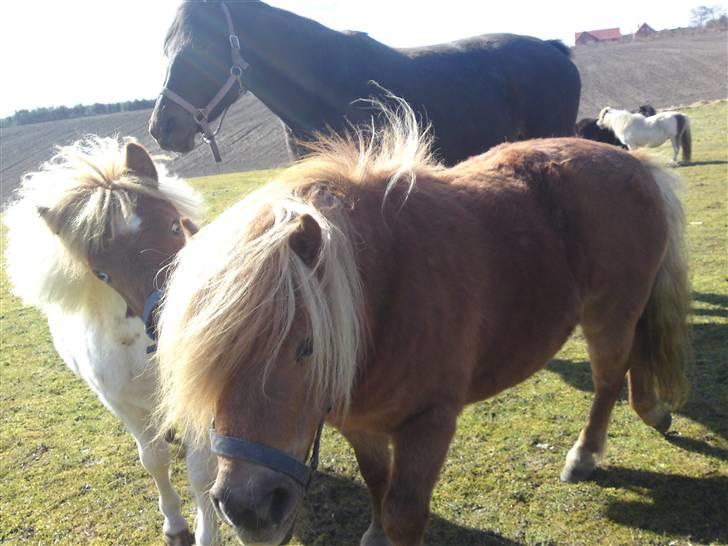 Shetlænder romy van shilling billede 16