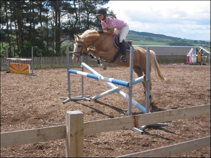 Palomino Maigret (Solgt) billede 1