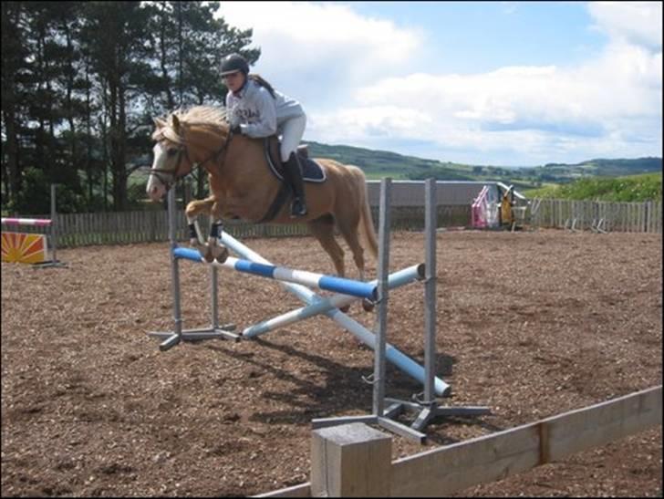 Palomino Maigret (Solgt) billede 2