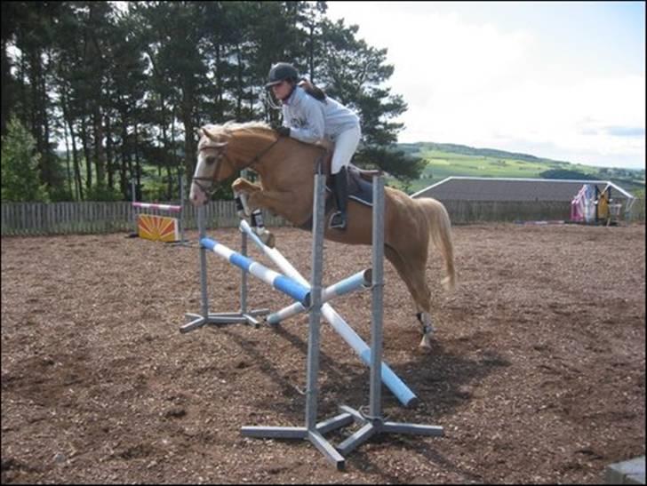 Palomino Maigret (Solgt) billede 3