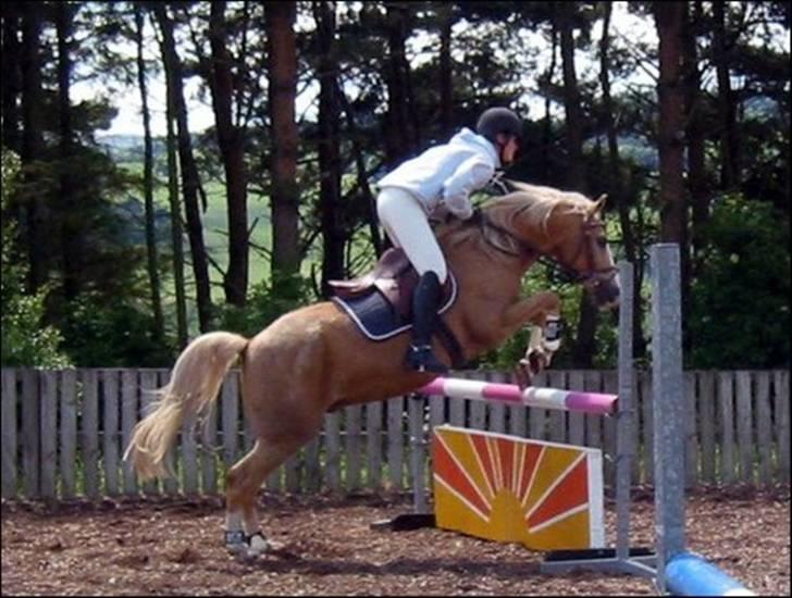 Palomino Maigret (Solgt) billede 4