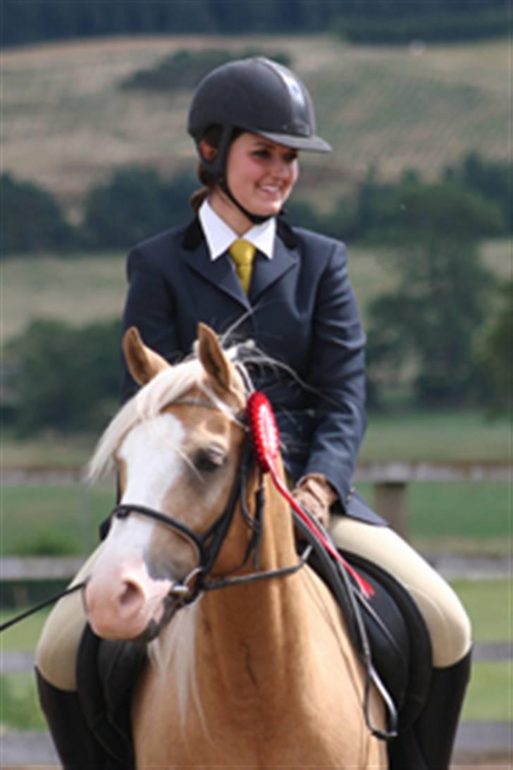 Palomino Maigret (Solgt) billede 5