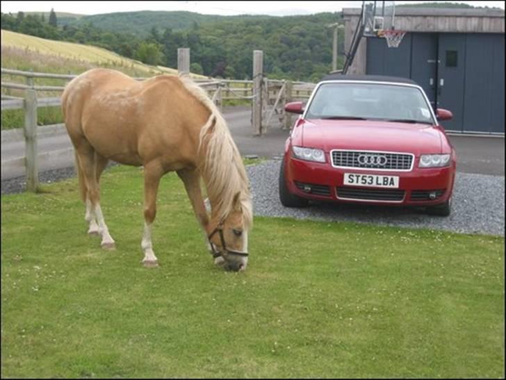 Palomino Maigret (Solgt) billede 6