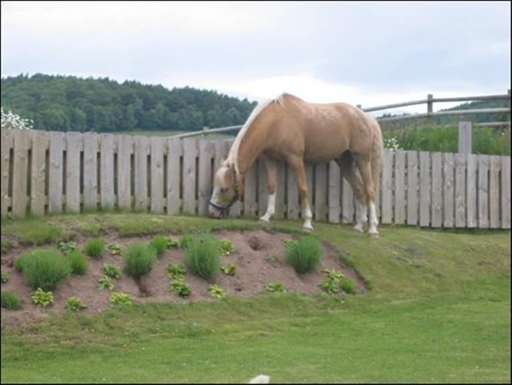 Palomino Maigret (Solgt) billede 7