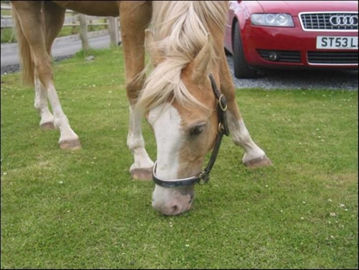 Palomino Maigret (Solgt) billede 8