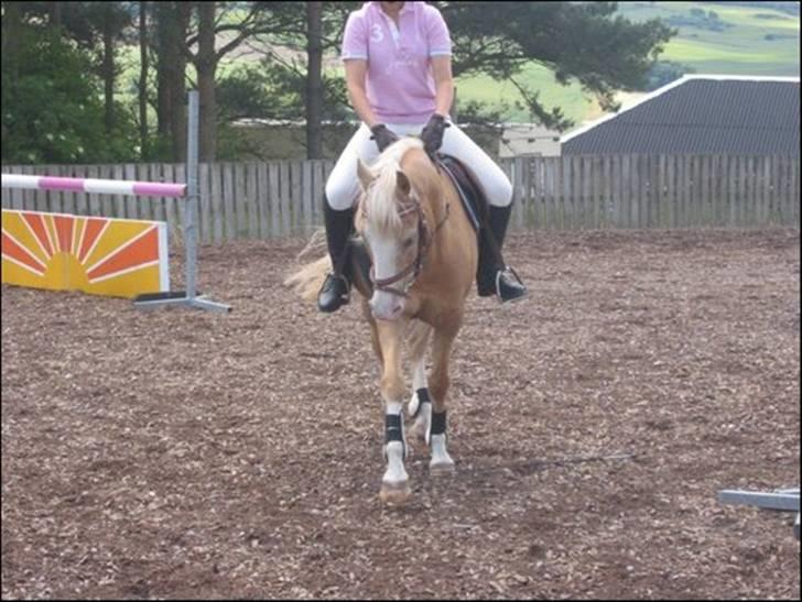 Palomino Maigret (Solgt) billede 9