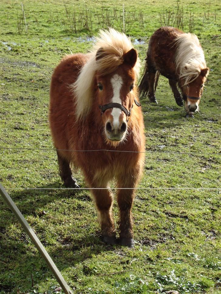 Shetlænder Jochum - Fine Jocum i Febuar ´09. Ved ikke hvad den der hegnspæl fejler billede 11