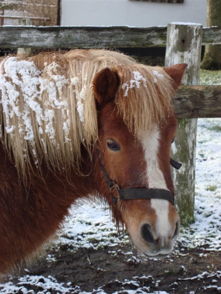 Shetlænder Jochum - Jocum med sne i hår. Det tøede mens det lagde på ham. Febuar ´09 billede 12