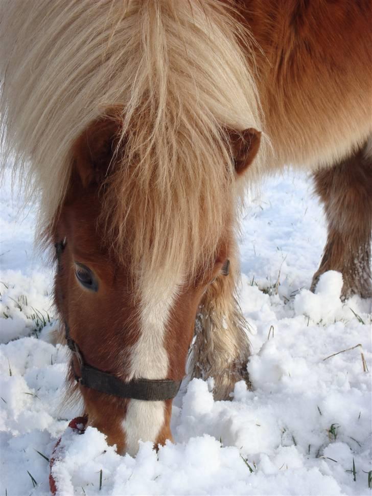 Shetlænder Jochum - Sneploven Jocum på gåtur i febuar ´09 billede 14