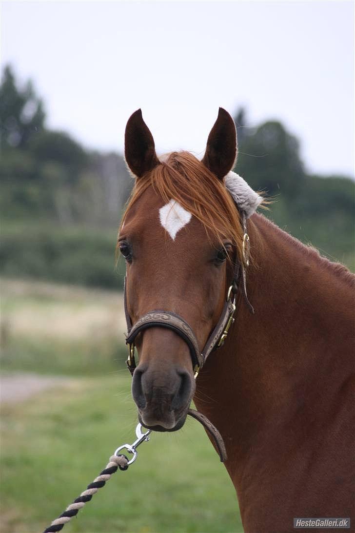 Arabisk fuldblod (OX) GHAZAL AL BAHIR. VINDENS SANG - Velkommen til Ghazal Al Bahir´s profil. :o) billede 1