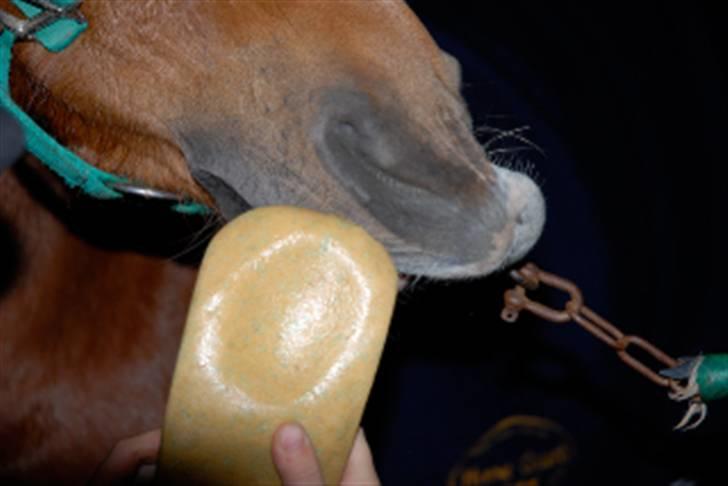 Arabisk fuldblod (OX) Flicka  - 18)"Mums den her saltsten smager vildt godt" billede 17