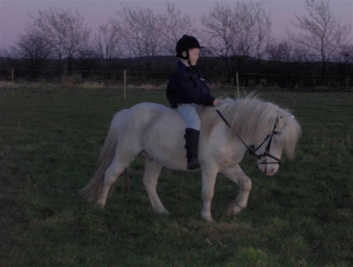 Welsh Pony af Cob-type (sec C) Casanova - UUHH han går bare så fint billede 10