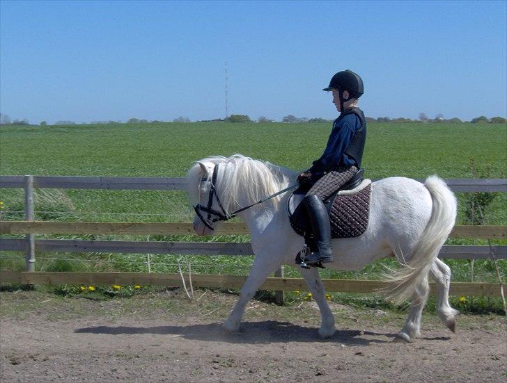 Welsh Pony af Cob-type (sec C) Casanova - Smukke Nova billede 11