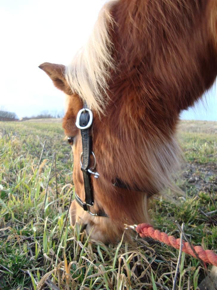Shetlænder Jochum - Jocum med sin fine nye grime fra H&R. Marts ´09 billede 15