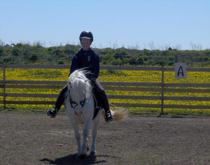 Welsh Pony af Cob-type (sec C) Casanova billede 12