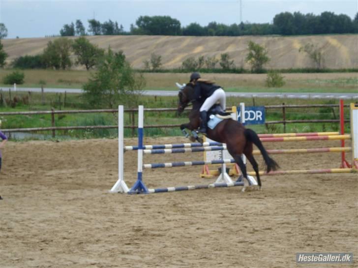 Dansk Varmblod Cavan<3 SOLGT  - Stævne i Koor billede 6