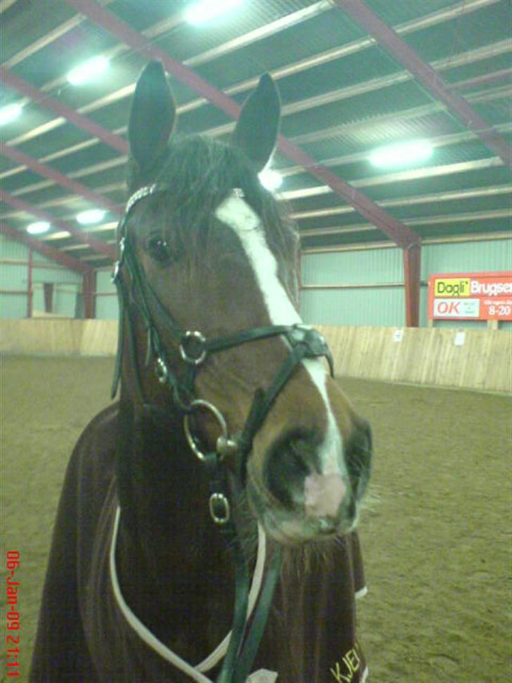 Dansk Varmblod Cavan<3 SOLGT  billede 7